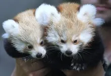 animals red pandas 2250x1469 wallpaper Art HD Wallpaper